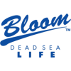 بلوم البحر الميت